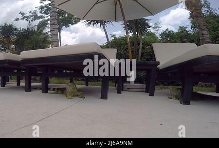 Leguane, die unter Sonnenliegen in einem Resort in Cozumel, Mexiko, liegen Stockfoto