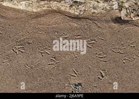 Direkt über Nahaufnahme der Möwen Fußabdrücke im Sand am Strand Stockfoto