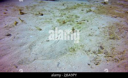 Eine Pfauenflunder (Bothus mancus) in der Karibik, Mexiko Stockfoto