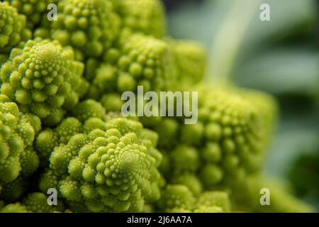 Romanesco Brokkoli Kopf auf einer dunklen Steinoberfläche, Kohl, Nahaufnahme, fibonacci-Sequenz, für diejenigen, die Mathematik lieben, Stock Foto Stockfoto