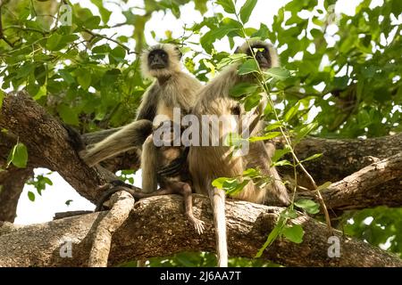 Graue Languren, die auf einem Ast sitzen, Affen mit einem Baby, Indien, Madhya Pradesh Stockfoto