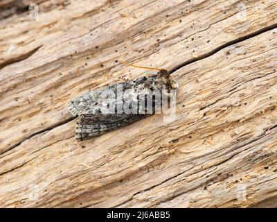 Polyploca ridens, die Frosted Green Motte, ruht auf einem Stück verrottenden Holzes. Stockfoto