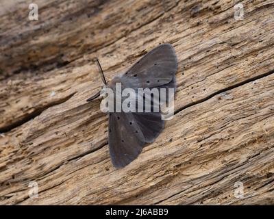Diaphora mendica, die Muslin Moth, ruht auf einem Stück faulen Holzes. Stockfoto
