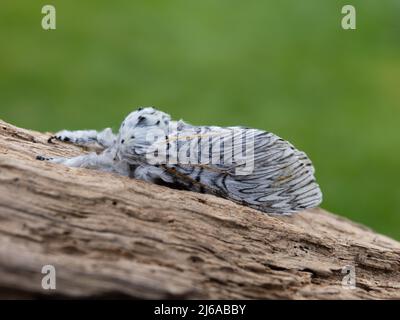 Cerura vinula, die Puss Moth, ruht auf einem Stück totem Holz. Stockfoto