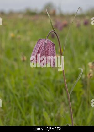 Fritillaria meleagris, gebräuchliche Namen sind Schlangenkopf Fritillary, Schlangenkopf, Schachblume, Froschbecher, Meerschweinchenblume, Guinea-Blume. Stockfoto