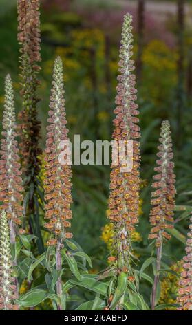 Kleinblühiger Fuchshandschuh, Digitalis parviflora, blüht in den Pyrenäen. Stockfoto