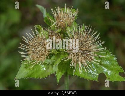 Kohldistel, Cirsium oleraceum, blühend am Waldrand, Alpen. Stockfoto