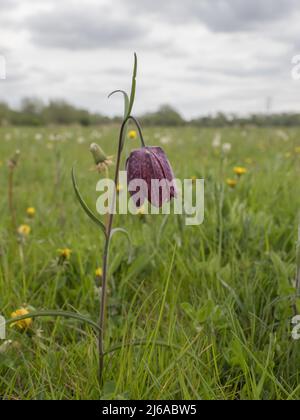 Fritillaria meleagris, gebräuchliche Namen sind Schlangenkopf Fritillary, Schlangenkopf, Schachblume, Froschbecher, Meerschweinchenblume, Guinea-Blume. Stockfoto