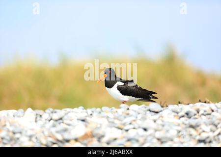 Eurasischer Austernfischer - Haematopus ostralegus im Frühjahr Gefieder auf Nahrungssuche in Helgoland, Deutschland Stockfoto