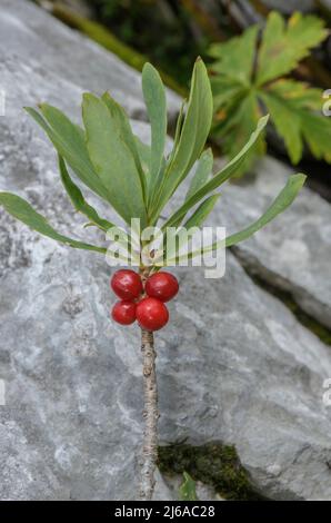 Mezereon, Daphne mezereum in Frucht. Stockfoto