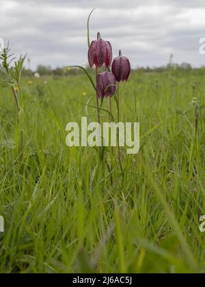 Fritillaria meleagris, gebräuchliche Namen sind Schlangenkopf Fritillary, Schlangenkopf, Schachblume, Froschbecher, Meerschweinchenblume, Guinea-Blume. Stockfoto