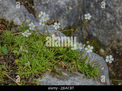 Milchweißer Felsen Jasmin, Androsace Lactea in Blüte auf Kalkstein. Alpen. Stockfoto