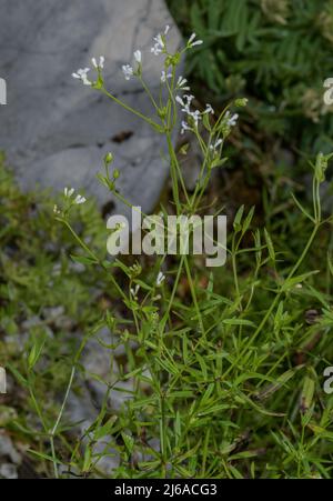 Dyer's Waldmeister, blühende Asperula tinctoria am felsigen Hang, Alpen. Stockfoto