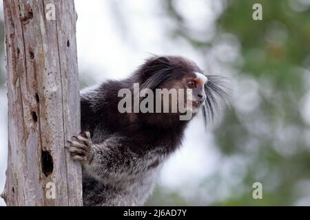 Schwarz getuftete Murmeltier (Callithrix penicillata) auf einem Pfosten in der brasilianischen Caatinga stehen. Conceição do Coite; Bahia. Stockfoto