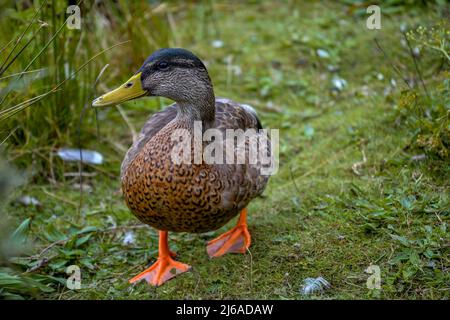 Weibliche Mallard (anas platyrhynchos), die auf einer Grasbank mit Blick auf den See spazieren. Stockfoto