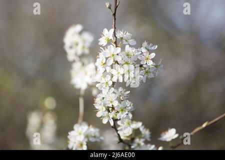 Schlehdorn in der Blüte (prunus spinosa) Stockfoto