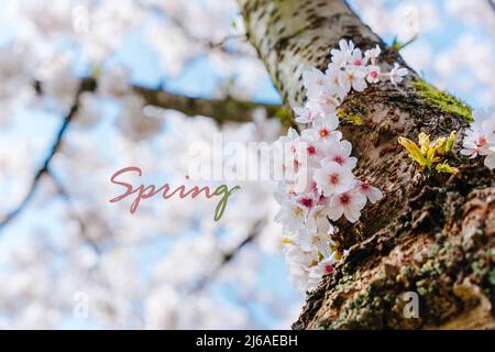 Frühlingskarte oder Frühlingsbanner. Blühende Sakura-Bäume mit rosa Blüten im Frühling. Die Kirschblüte verzweigt sich gegen den blauen Himmel. Kirschblütenfest Stockfoto