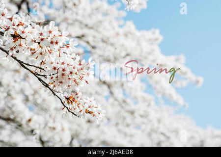 Frühlingskarte oder Frühlingsbanner. Blühende Sakura-Bäume mit rosa Blüten im Frühling. Die Kirschblüte verzweigt sich gegen den blauen Himmel. Kirschblütenfest Stockfoto