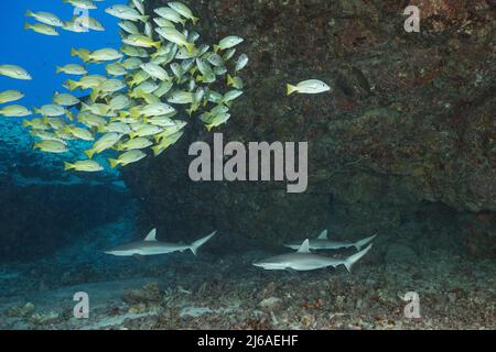 Juvenile Graue Riffhaie, Carcharhinus amblyrhynchos und blaureifer Schnapper oder Taape, Lutjanus kasmira, Schulbildung unter Lavabogen, Kona, Hawaii, USA Stockfoto