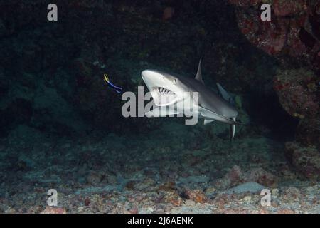 Juveniler grauer Riffhai, Carcharhinus amblyrhynchos, wird von endemischem hawaiianischen Reinigerpapier, Labroides phthirophagus, Kona, Hawaii, USA, gereinigt Stockfoto