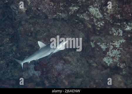 Juveniler grauer Riffhai, Carcharhinus amblyrhynchos, wird von endemischem hawaiianischen Reinigerpapier, Labroides phthirophagus, Kona, Hawaii, USA, gereinigt Stockfoto