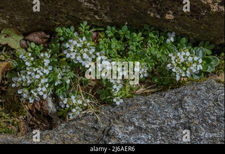 Chamois Cress, Hornungia alpina, in Blüte in Felsspalten, Österreichische Alpen. Stockfoto