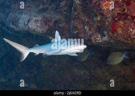 Juveniler grauer Riffhai, Carcharhinus amblyrhynchos, in Unterseeichen, Mahaiula, Nordkona, Hawaii (die große Insel), USA (zentraler Pazifischer Ozean) Stockfoto