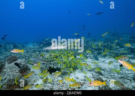 Juvenile Graue Riffhaie, Carcharhinus amblyrhynchos und blaureifer Schnapper oder Taape, Lutjanus kasmira, Mahaiula, North Kona, Hawaii, USA Stockfoto