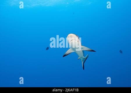 Juveniler grauer Riffhai, Carcharhinus amblyrhynchos, Mahaiula, Nordkona, Hawaii (die große Insel), Vereinigte Staaten (zentraler Nordpazifischer Ozean) Stockfoto