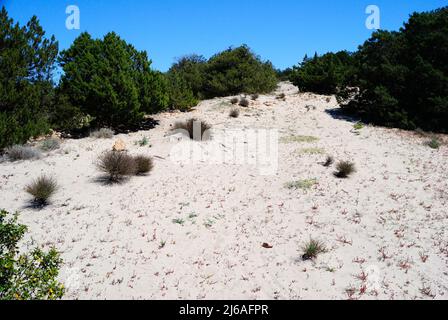 Die Dünen von Grande Pevero Strand, Costa Smeralda Stockfoto