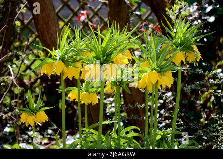 Gelb blühende Kaiserkrone (Fritillaria imperialis) Stockfoto