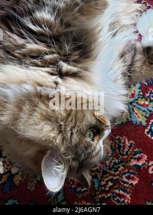 Ragamuffin reinrassige Katze ruht Stockfoto