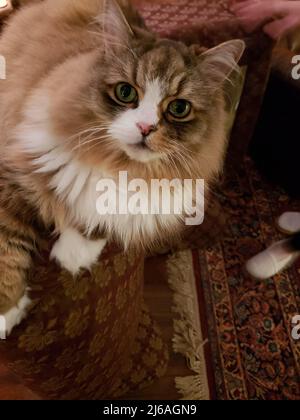 Ragamuffin reinrassige Katze ruht Stockfoto