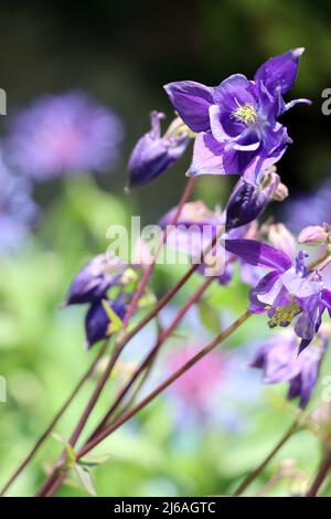 Akelei (Aquilegia spec.) - blühende Pflanzen im naturnahen Garten Stockfoto