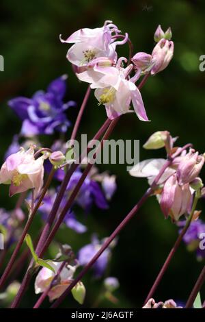 Akelei (Aquilegia spec.) - blühende Pflanzen im naturnahen Garten Stockfoto