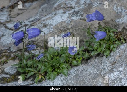 Fairy's-Thimble, Campanula cochleariifolia, blühender Felsspalt, Österreichische Alpen. Stockfoto