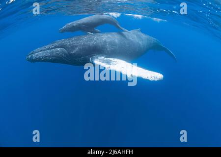 Buckelwale, Megaptera novaeangliae, Mutter und Kalb, Kona, Hawaii, USA (Zentralpazifischer Ozean) Stockfoto