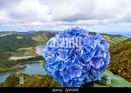 Blaue Hortensienblume, mit dem Hintergrund der Feuersee - Lagoa do Fogo - auf der Vulkaninsel São Miguel, auf den Azoren, Portugal. Stockfoto