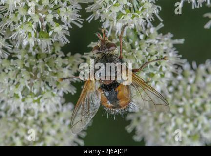 Eine parasitäre Tachinidfliege, Tachina fera, die sich von Angelica-Blüten ernährt. Stockfoto