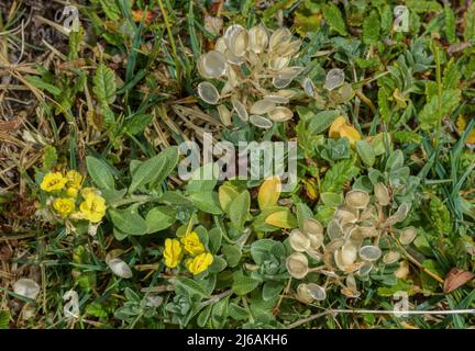 Wulfen's Alyssum, Alyssum wulfenianum in Blüte und Frucht, in Kalkstein Rasen; Karawanken Berge. Stockfoto