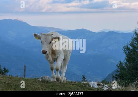 Viehweide auf einem hohen Kalksteinberg, Hochobir, (2139m) in den Karawanken, Österreich. Stockfoto