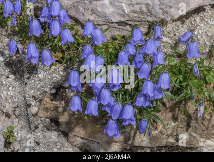 Fairy's-Thimble, Campanula cochleariifolia, blühend auf Kalksteinwand, Slowenien. Stockfoto