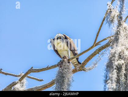 Die Ospreys fangen Fische im hancock See und fahren dann in den Bäumen entlang der Wege zu Barschen, während sie essen Stockfoto