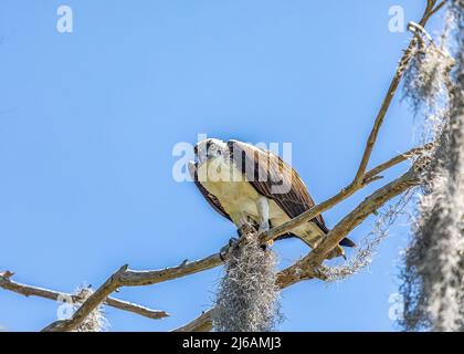 Fischadler in einem Baum am See, der einen Fisch frisst Stockfoto