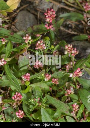 Rotschenkel, Persicaria maculosa, blühend auf abfallem Boden. Stockfoto