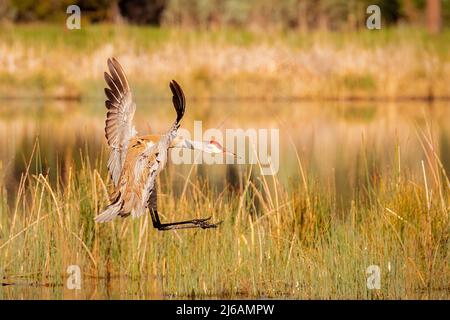 Sandhill Crane (Antigone canadensis) kommt zur Landung. Fotografiert am Crystal Lake in Shasta County, Kalifornien, USA. Stockfoto