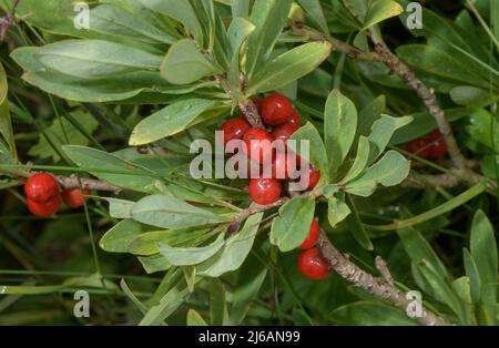 Mezereon, Daphne mezereum in Frucht Stockfoto