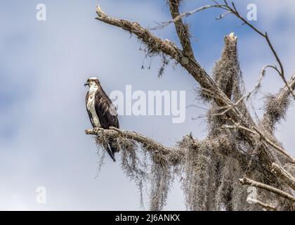 Osprey thront in einem Baum entlang der Promenade am La chua Trail in Gainesville, Florida Stockfoto