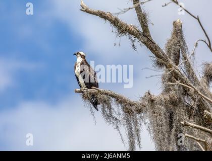 Osprey thront in einem Baum entlang der Promenade auf dem La Chua Trail im Paynes Prairie Preserve State Park Stockfoto