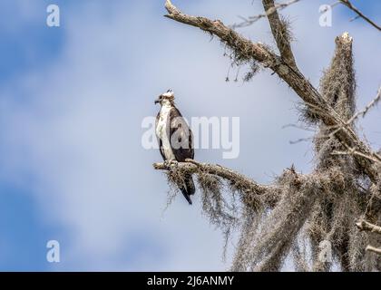 Osprey thronte auf einem Teil eines moosbedeckten Baumes im Sumpfgebiet entlang des La Chua Trails Stockfoto